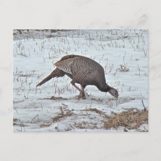 Wilde Türkei auf dem Snowy Field Postkarte (Vorderseite)