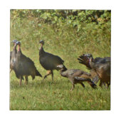 Wilde Türkei, Camouflage Farben Fliese (Vorderseite)