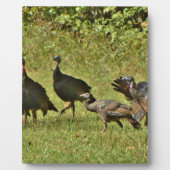 Wilde Türkei, Camouflage Farben Fotoplatte (Vorderseite)