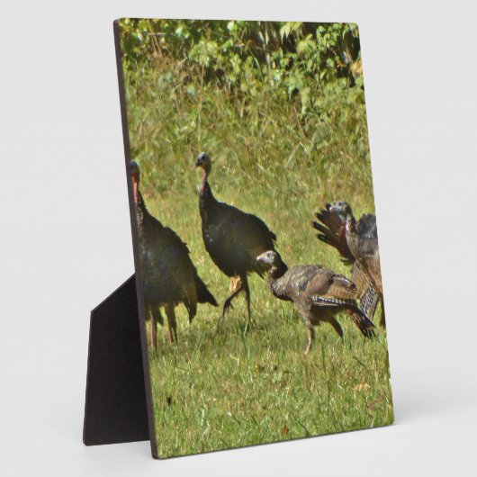 Wilde Türkei, Camouflage Farben Fotoplatte (Seite)