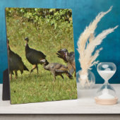 Wilde Türkei, Camouflage Farben Fotoplatte (Seite)