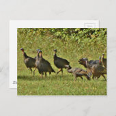 Wilde Türkei, Camouflage Farben Postkarte (Vorne/Hinten)