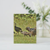 Wilde Türkei, Camouflage Farben Postkarte (Stehend Vorderseite)