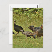 Wilde Türkei, Camouflage Farben Postkarte (Vorne/Hinten)