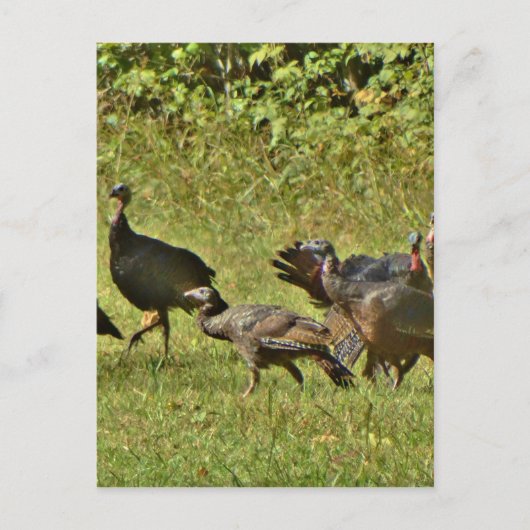 Wilde Türkei, Camouflage Farben Postkarte (Vorderseite)