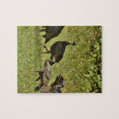 Wilde Türkei, Camouflage Farben Puzzle (Horizontal)