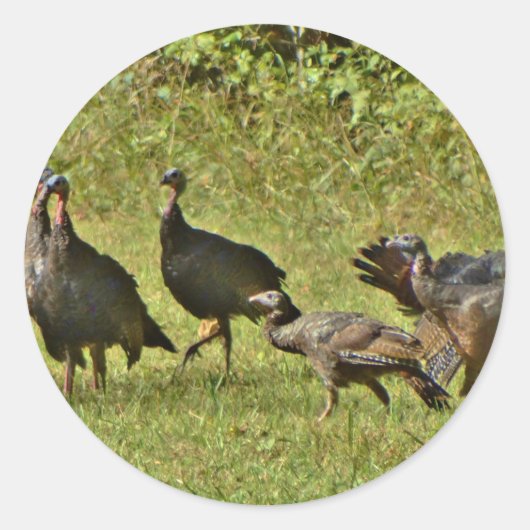 Wilde Türkei, Camouflage Farben Runder Aufkleber (Vorderseite)