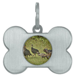 Wilde Türkei, Camouflage Farben Tiermarke