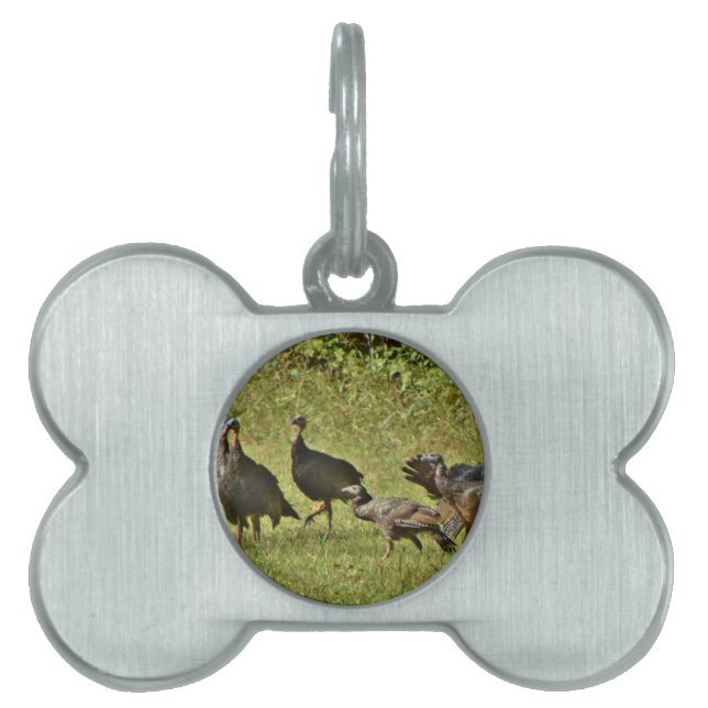Wilde Türkei, Camouflage Farben Tiermarke (Vorderseite)