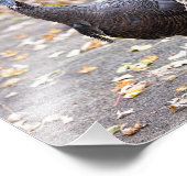 Wilde Türkei in frühen Herbstfarben Fotodruck (Ecke)