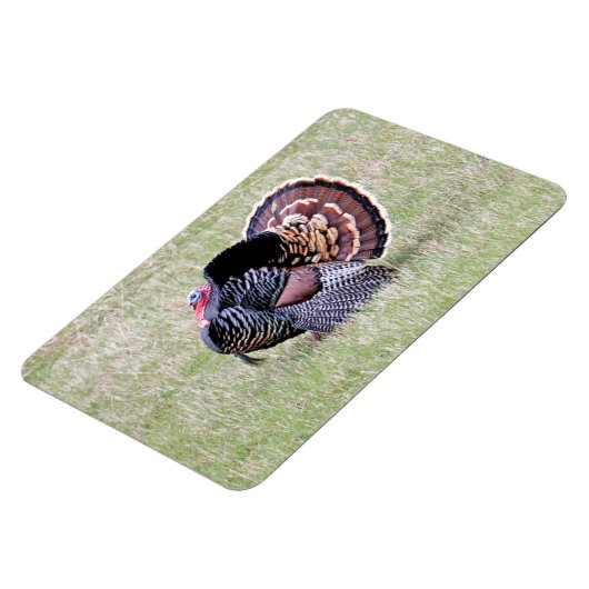 Wilde Türkei Magnet (Linke Seite)