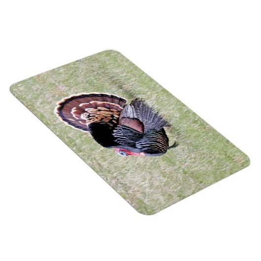 Wilde Türkei Magnet (Rechte Seite)