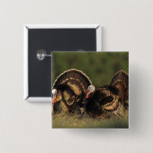 Wilde Türkei, Meleagris gallopavo, Männchen Button (Vorne & Hinten)