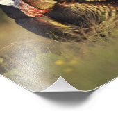 Wilde Türkei, Meleagris gallopavo, Männchen Fotodruck (Ecke)