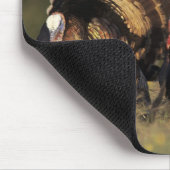 Wilde Türkei, Meleagris gallopavo, Männchen Mousepad (Ecke)