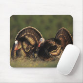 Wilde Türkei, Meleagris gallopavo, Männchen Mousepad (Mit Mouse)