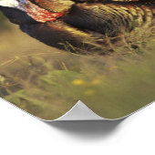 Wilde Türkei, Meleagris gallopavo, Männchen Poster (Ecke)