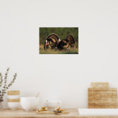 Wilde Türkei, Meleagris gallopavo, Männchen Poster (Küche)