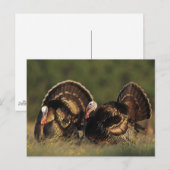 Wilde Türkei, Meleagris gallopavo, Männchen Postkarte (Vorne/Hinten)