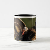 Wilde Türkei, Meleagris gallopavo, Männchen Zweifarbige Tasse (Mittel)
