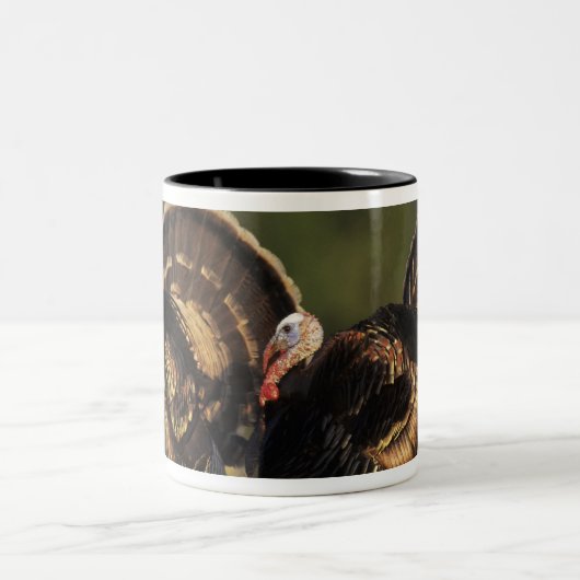 Wilde Türkei, Meleagris gallopavo, Männchen Zweifarbige Tasse (Mittel)