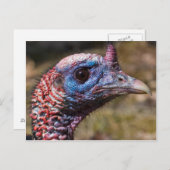 Wilde Türkei Postkarte (Vorne/Hinten)
