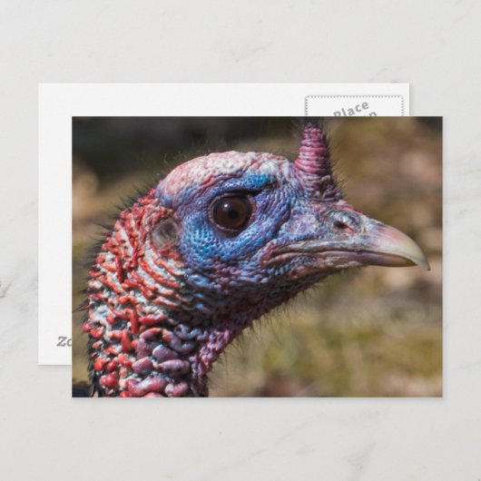 Wilde Türkei Postkarte (Vorne/Hinten)