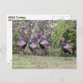 Wilde Türkei Postkarte (Vorne/Hinten)