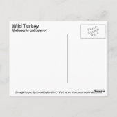 Wilde Türkei Postkarte (Rückseite)