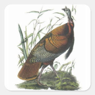 Wilde Türkei von Audubon Quadratischer Aufkleber