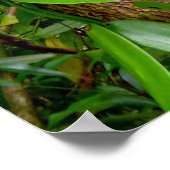 Wilde Vanilla Orchid Poster (Ecke)