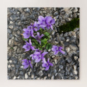 Wilde Viola-Blume, die aus einer rauen Gusswand wa Puzzle (Horizontal)