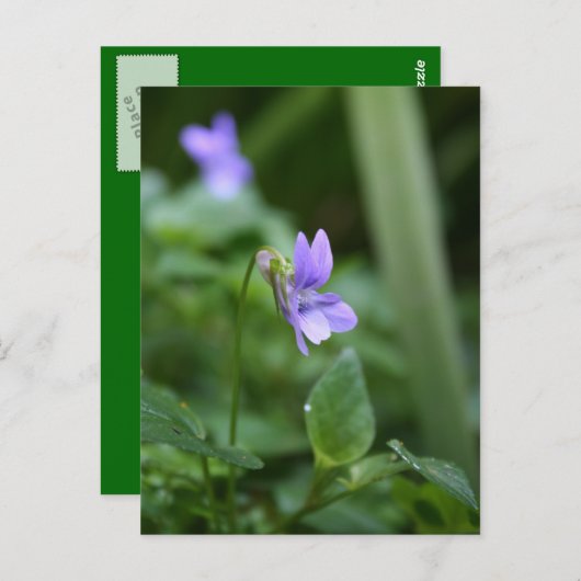 Wilde Violets 1 Postkarte (Vorne/Hinten)