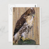 Wilde Vögel: Rotschwanzfalken Postkarte (Vorne/Hinten)