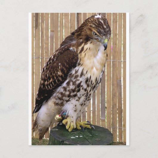 Wilde Vögel: Rotschwanzfalken Postkarte (Vorderseite)