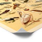 Wilde Vögel Sammlung Flamingo Ostrich Print Poster (Ecke)