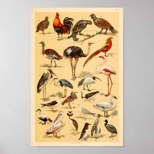 Wilde Vögel Sammlung Flamingo Ostrich Print Poster (Vorne)