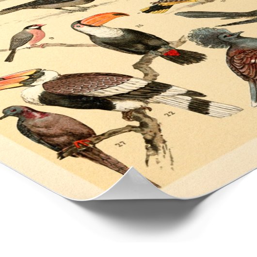 Wilde Vögel Sammlung Parrots Tucan Print Poster (Ecke)