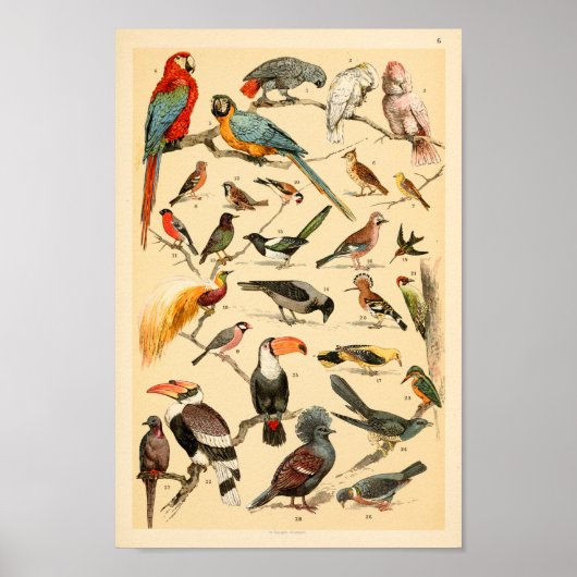 Wilde Vögel Sammlung Parrots Tucan Print Poster (Vorne)