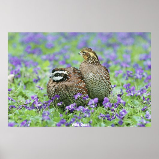 Wilde Wachteln Poster (Vorne)