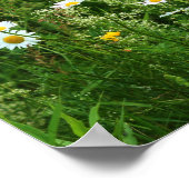Wilde weiße Daisy-Blume auf dem Feld Poster (Ecke)