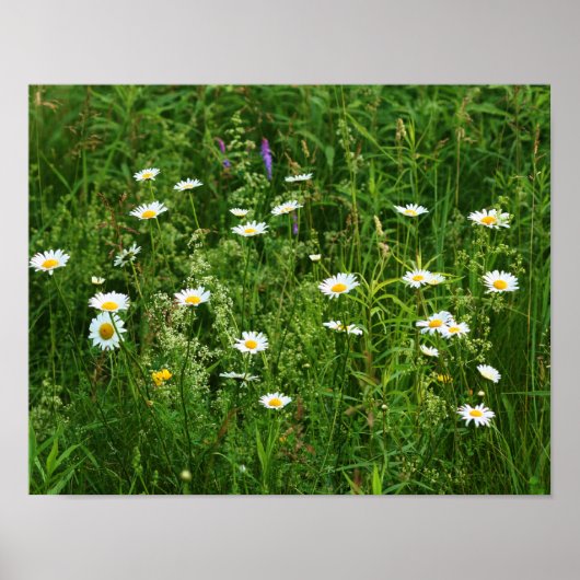 Wilde weiße Daisy-Blume auf dem Feld Poster (Vorne)