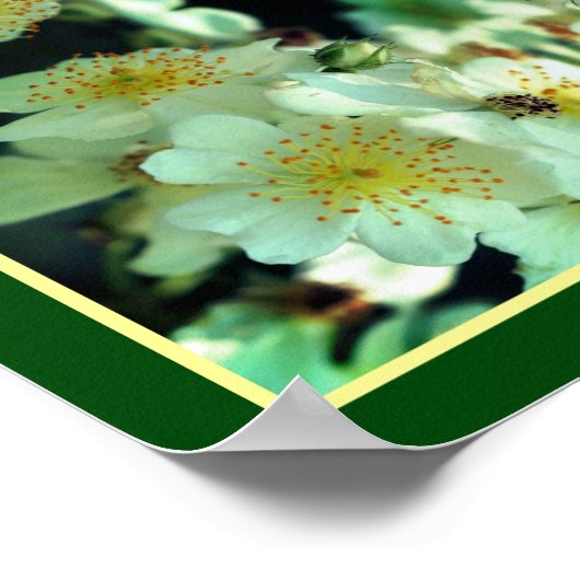 Wilde weiße Rambling-Rose Abstrakt Poster (Ecke)