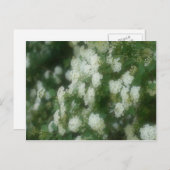 Wilde weiße Rambling-Rose Blume Postkarte (Vorne/Hinten)