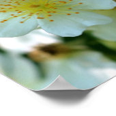 Wilde weiße Rambling Rose Blume Square Poster (Ecke)