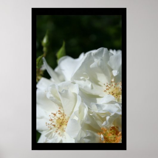 Wilde weiße Rosen 3 Blumenfotografie-Poster Poster (Vorne)