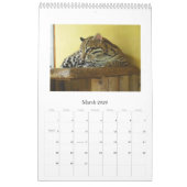 Wilde, wilde Katzen Kalender (Mär 2026)