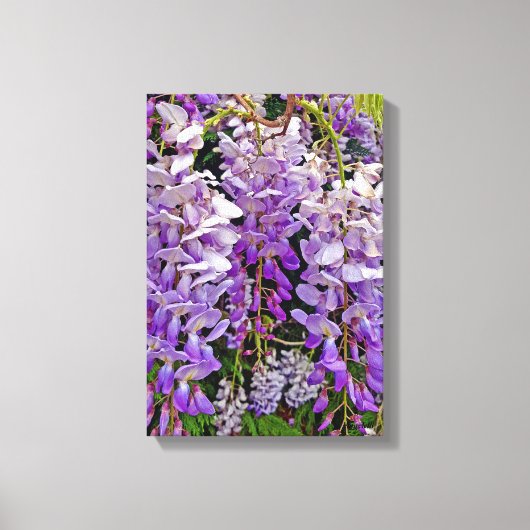 Wilde Wisteria 11x16 Leinwand (Vorderseite)