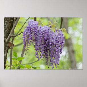 Wilde Wisteria Trio im Waldposter Poster