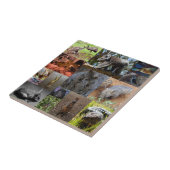 Wilde Wunder: Australische Fotocollage fesseln Fliese (Seite)